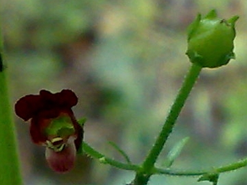 Scrophularia peregrina / Scrofularia annuale